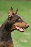 DOBERMANN 341